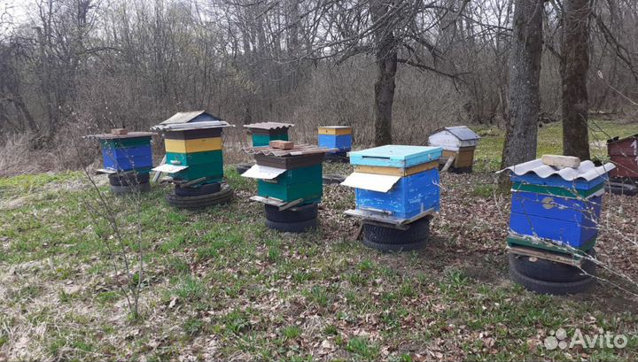 Пчелы и улья