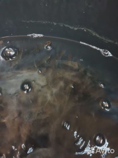 Живец пескарь, плотва,окунь,карась