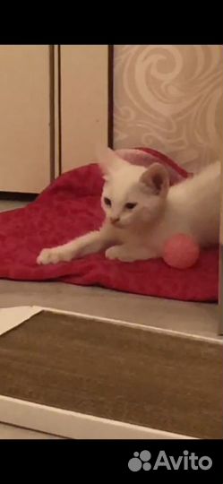 Белый котенок мальчик