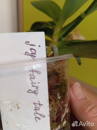 Орхидея фаленопсис