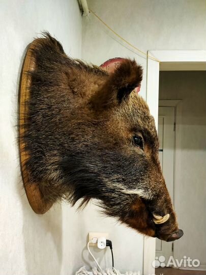 Чучело головы кабана