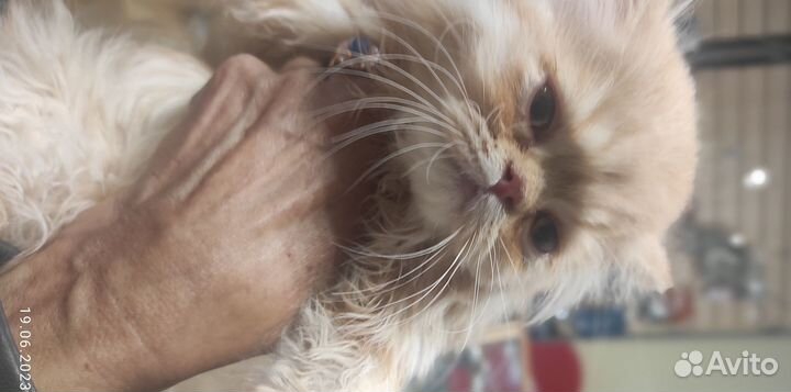Продаже персидские котят