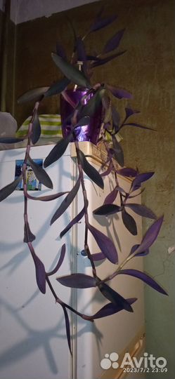 Сеткреазия пурпурная, традесканция