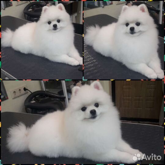 Стрижка собак и кошек