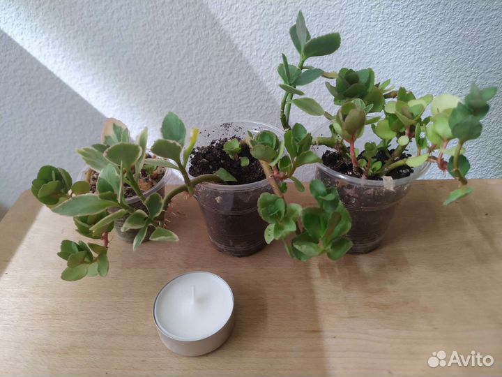 Комнатные растения бесплатно