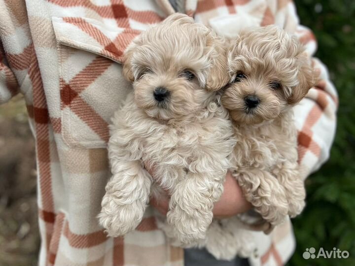 Мальтипу f1 девочка