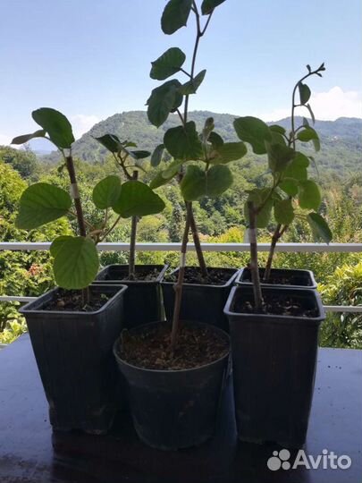 Саженцы киви