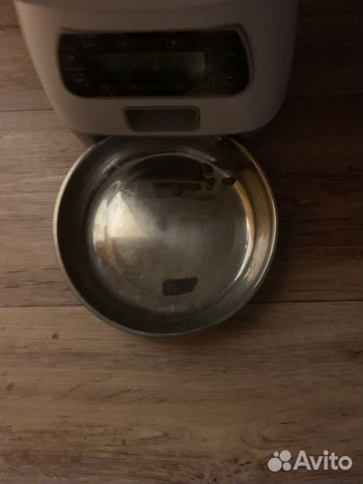 Корм для котят