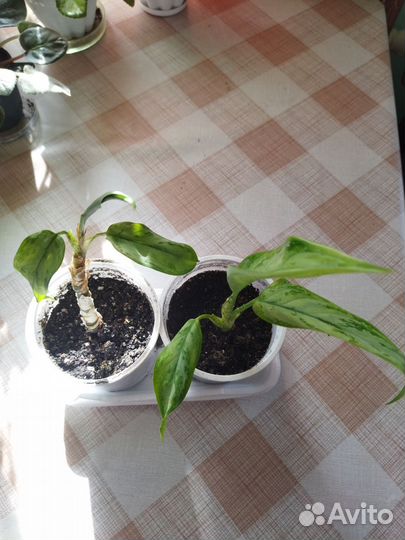 Аглаонема Сильвер куин