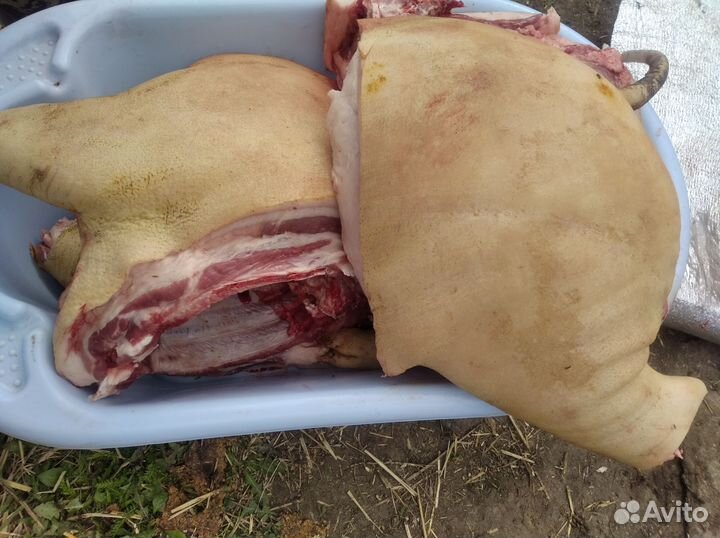 Мясо свинина домашняя