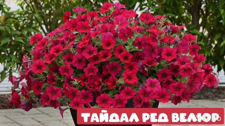 Рассада Петунии и Эустомы