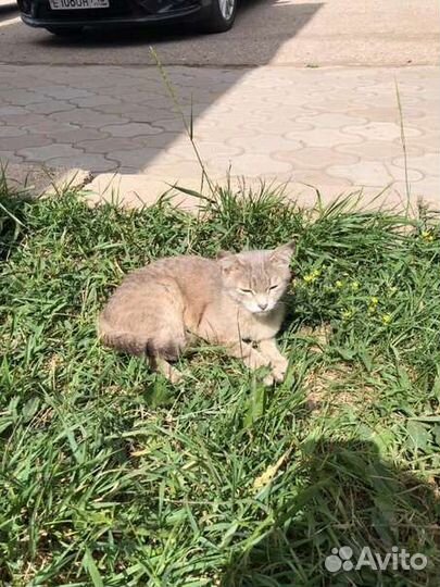 Кошечке нужен дом