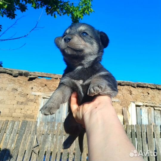 Собака в добрые руки отдам бесплатно