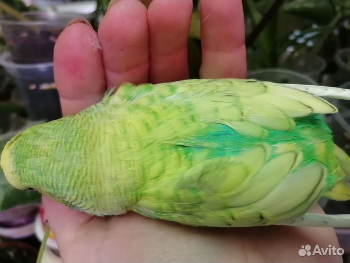 Волнистый попугайчик Радужный