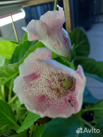 Глоксинии 4 сорта