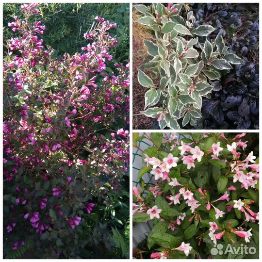 Многолетние растения