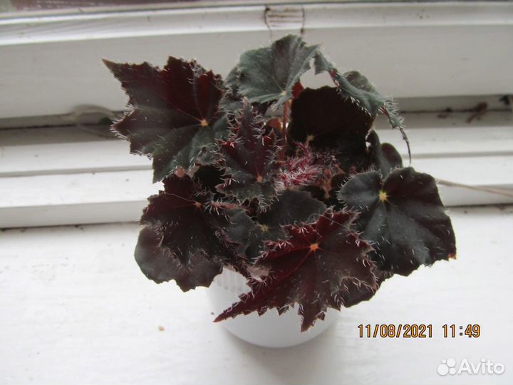 Комнатные растения