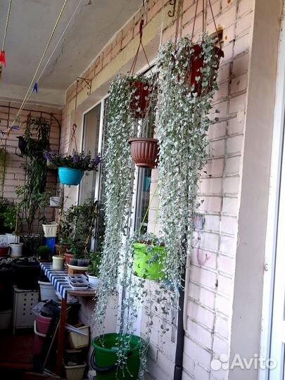 Домашние растения цветы