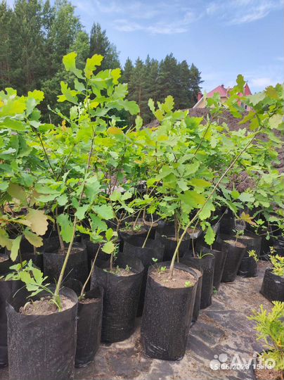 Дуб, озеленение