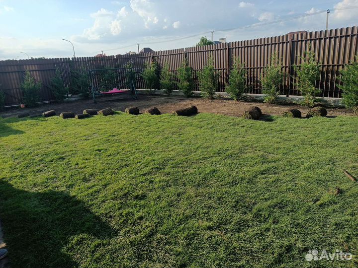 Рулонный газон, посевной газон