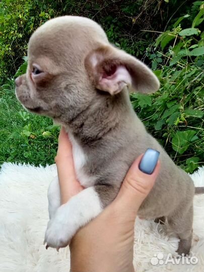 Лиловый и голубой мальчишки чихуахуа