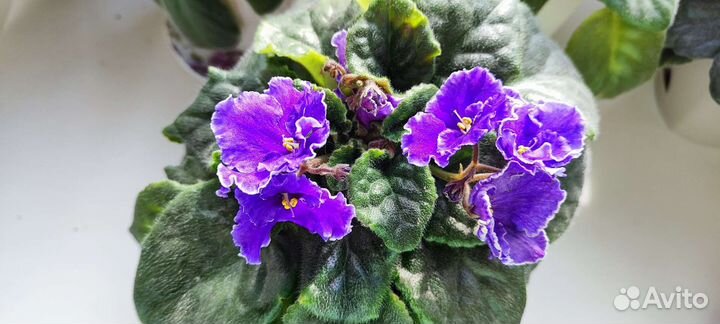 Сортовые фиалки