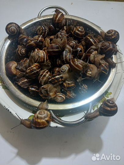 Виноградные улитки