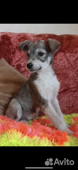 Щенки в добрые руки