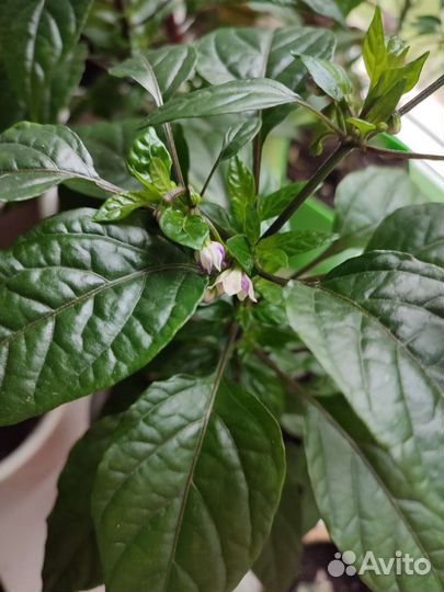 Перец черная жемчужина комнатный