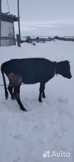 Продается телочка, годовалая