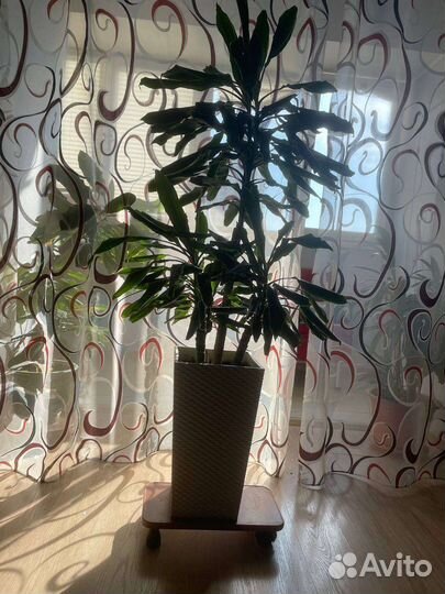 Цветок для офиса или для дома