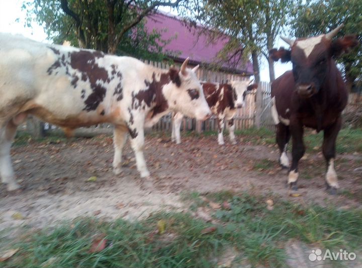 Бычки и быки на мясо