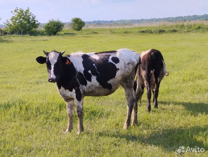 Коровы нетели