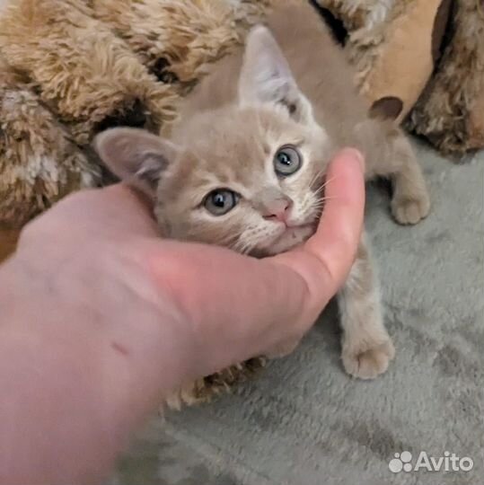 Рыжий красавец с удивительными глазами