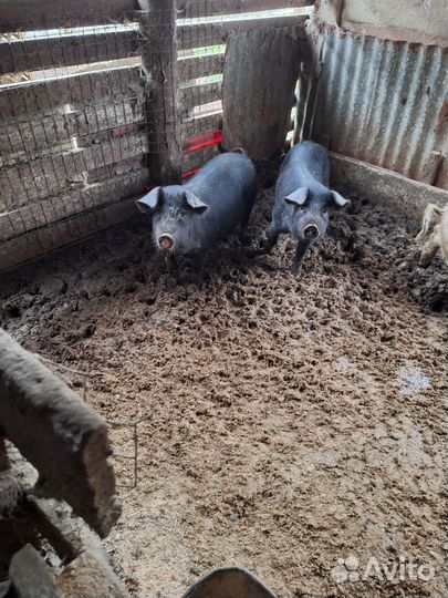 Поросята 5м свиноматка