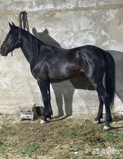 Элитный жеребец. Карачаевская порода