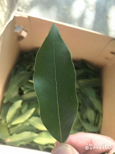 Продам лавровый лист