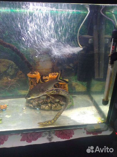 Аквариум + рыбки