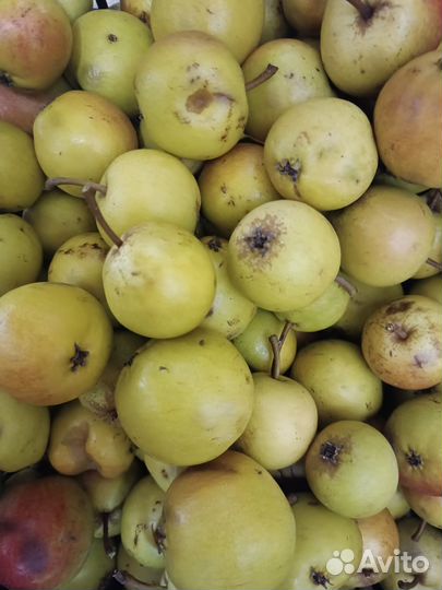 Груша сладкая