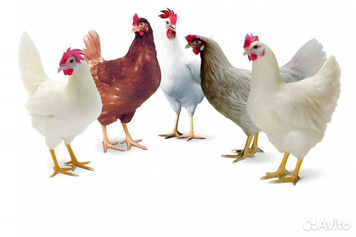 Куры несушки, 3+ месяца