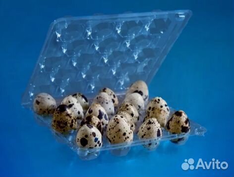 Контейнер для перепелиных яиц
