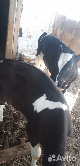 Телята бычки