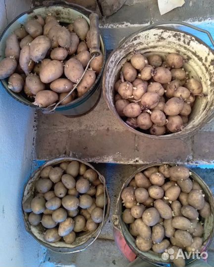 Семенной картофель