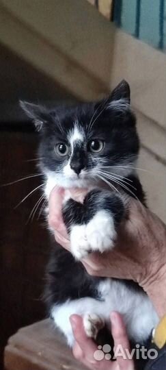 Очень милые Котята 4 мес