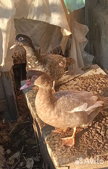 Утки и куры