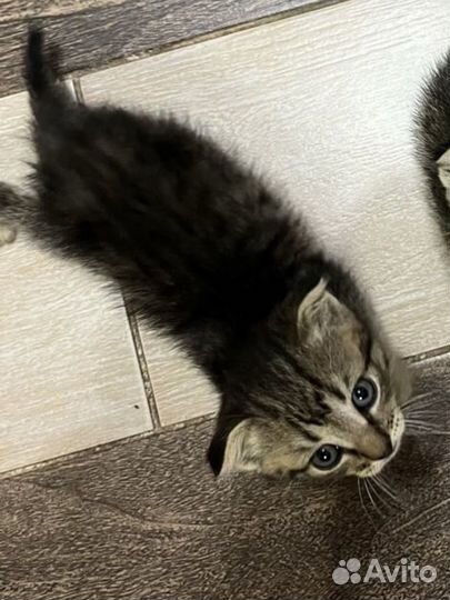 Котята ищут дом