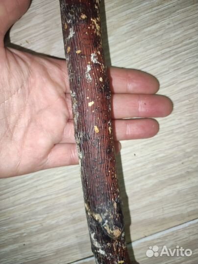 Палка-жердочка большач