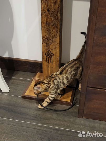 Бенгальский котенок 4 мес