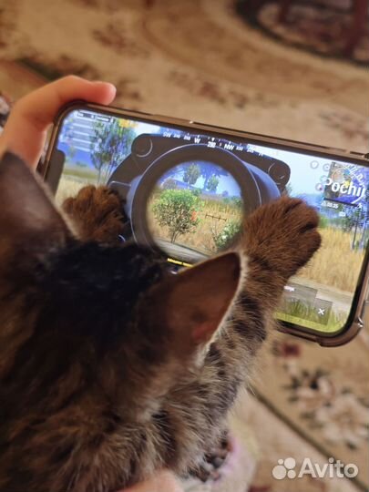 Котенок пабгер