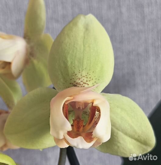 Орхидея фаленопсис patric peloric патрик